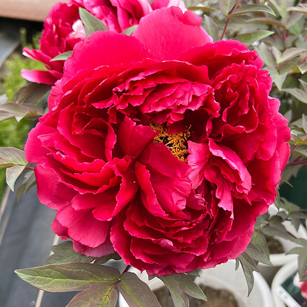 牡丹(ぼたん):島錦(しまにしき)7号鉢植え花芽2本立ち*