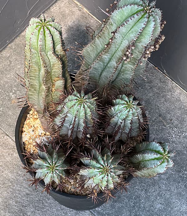 ユーフォルビア：ホリダ 7号鉢植え 23-03 の通販 | 園芸ネット