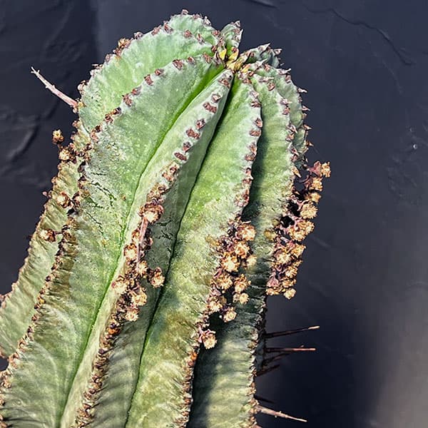 ユーフォルビア：ホリダ　7号鉢植え　23-03