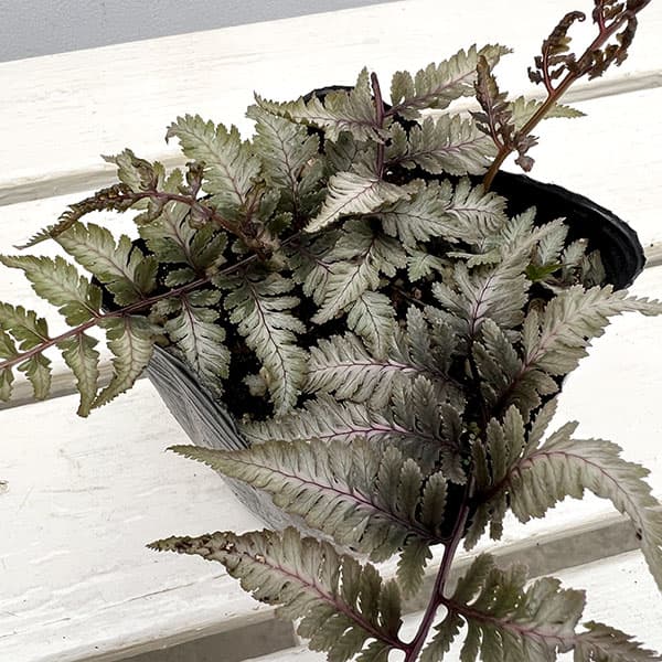 シダ：ニシキシダ　シルバーフォールズ3.5号ポット