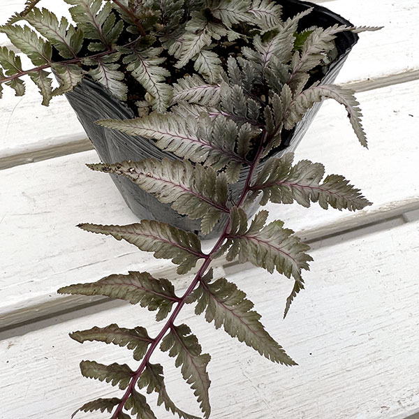 シダ：ニシキシダ　シルバーフォールズ3.5号ポット