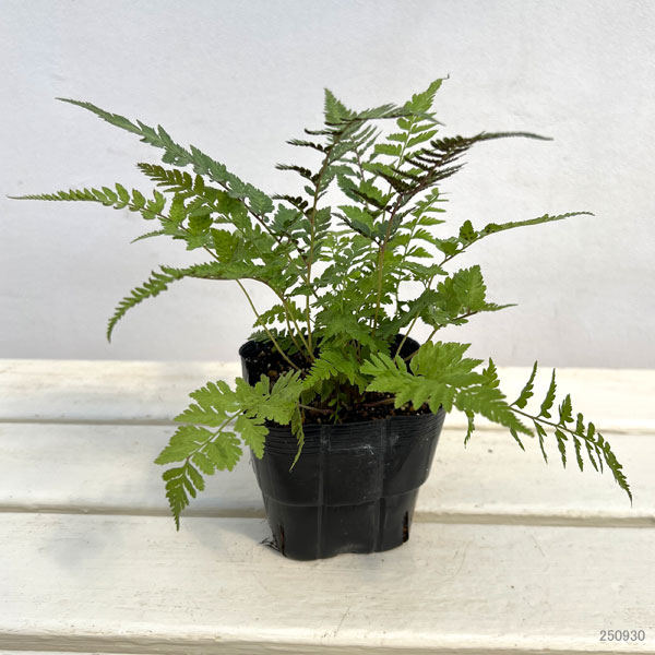 シダ：ニシキシダ　シルバーフォールズ　3.5号ポット