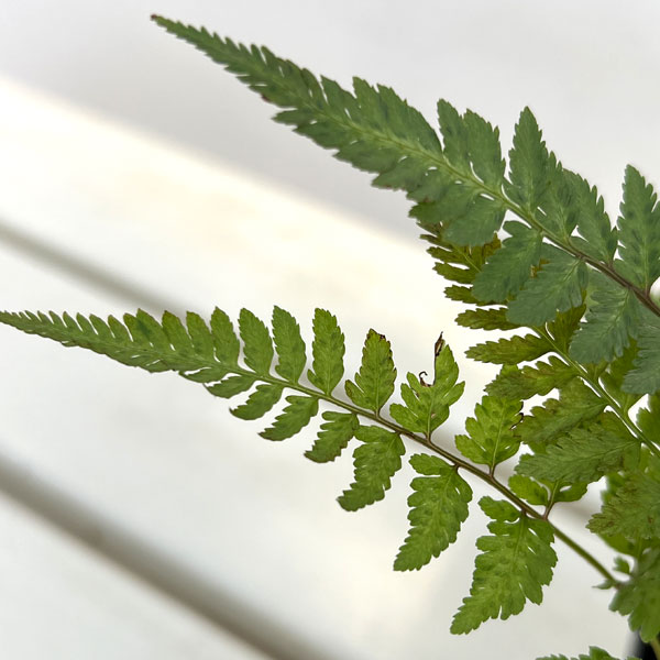 シダ：ニシキシダ　シルバーフォールズ　3.5号ポット