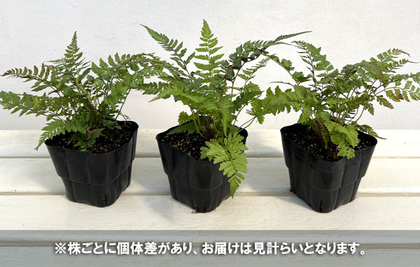 シダ：ニシキシダ　シルバーフォールズ　3.5号ポット