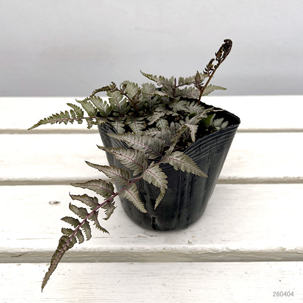 シダ：ニシキシダ　シルバーフォールズ3.5号ポット
