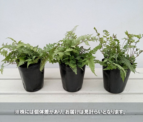 シダ:ニシキシダ レッドビューティー 3.5号ポット