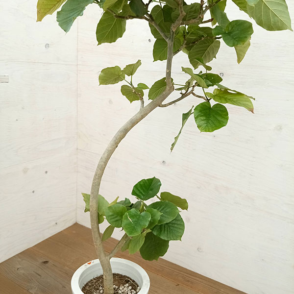 園芸ネット本店｜フィカス：ウンベラータ（曲げ仕立て） 8号鉢植え23