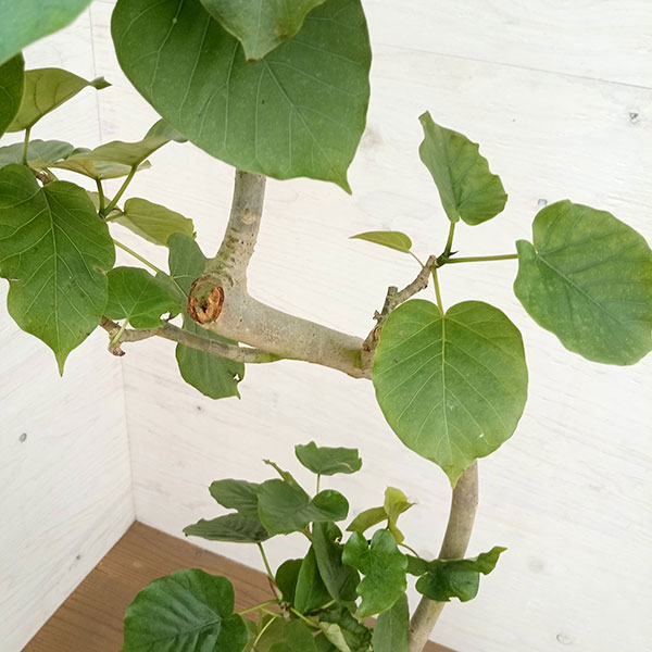 青い目の猫④ ウンベラータ 曲がり仕立て 8号 特大苗木最高等級