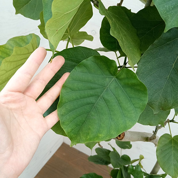 園芸ネット本店｜フィカス：ウンベラータ（曲げ仕立て） 8号鉢植え23