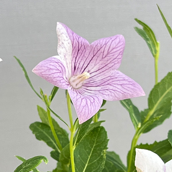 おもてなしキキョウ(桔梗):一重系絞り紅花3号ポット(高性)