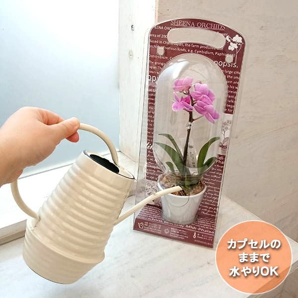 園芸ネット本店｜[送料無料][2024年遅れてごめんね 母の日ギフト