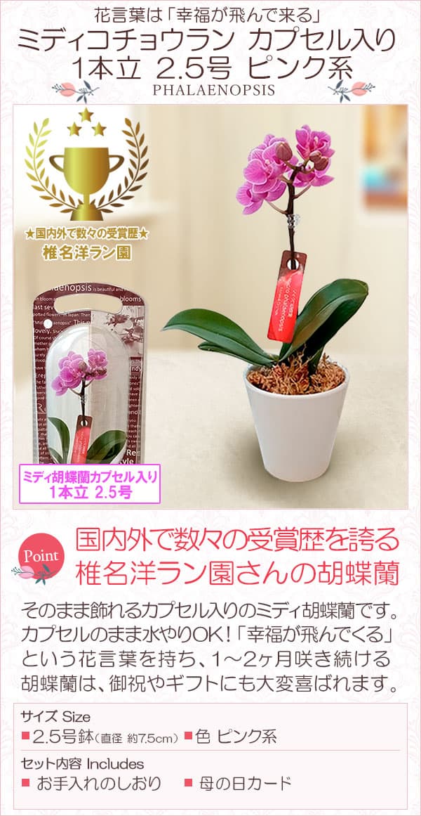 マイクロ胡蝶蘭 3品種5鉢セット 椎名洋ラン ミディ ミニ 花 綺麗