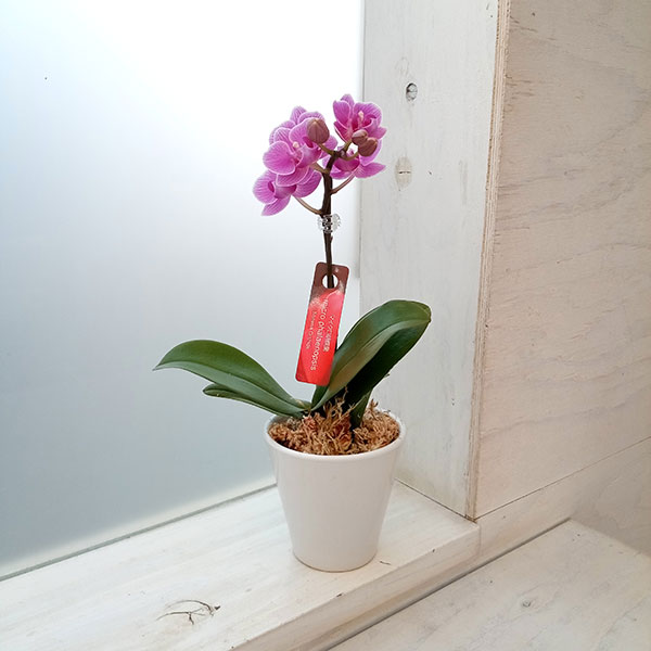 園芸ネット本店｜[送料無料][2024年遅れてごめんね 母の日ギフト