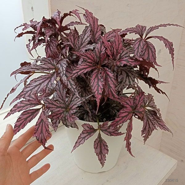 １本¥30 買い合わせおまとめ買い限定 レックスベゴニア 1本¥30 買い合わせおまとめ買い限定 レックスベゴニア