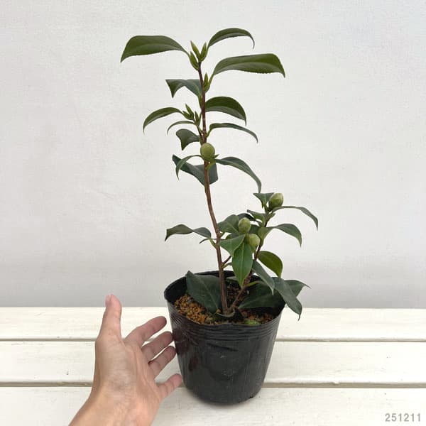 ツバキ（椿）：友の浦4.5号ポット