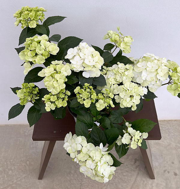 ラグランジア（アジサイ）：シャンデリーニ5号ポット