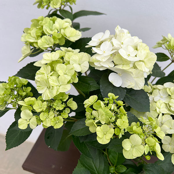 ラグランジア（アジサイ）：シャンデリーニ5号ポット