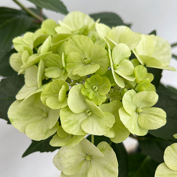 ラグランジア（アジサイ）：シャンデリーニ5号ポット