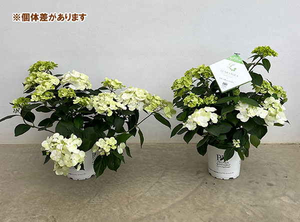 ラグランジア（アジサイ）：シャンデリーニ5号ポット