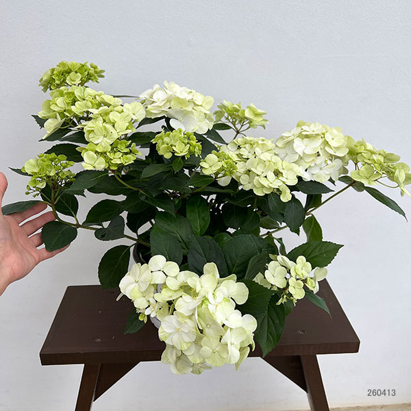 ラグランジア（アジサイ）：シャンデリーニ5号ポット