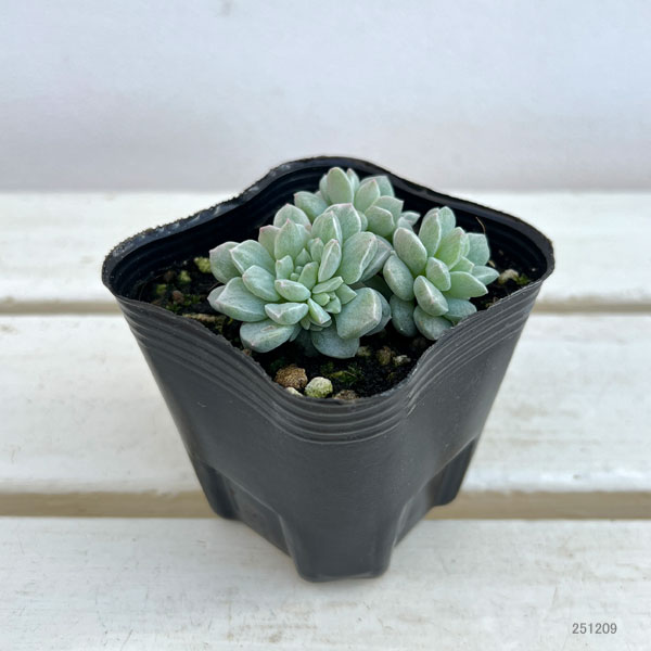 セダム:プロリフェラ錦 3号ポット