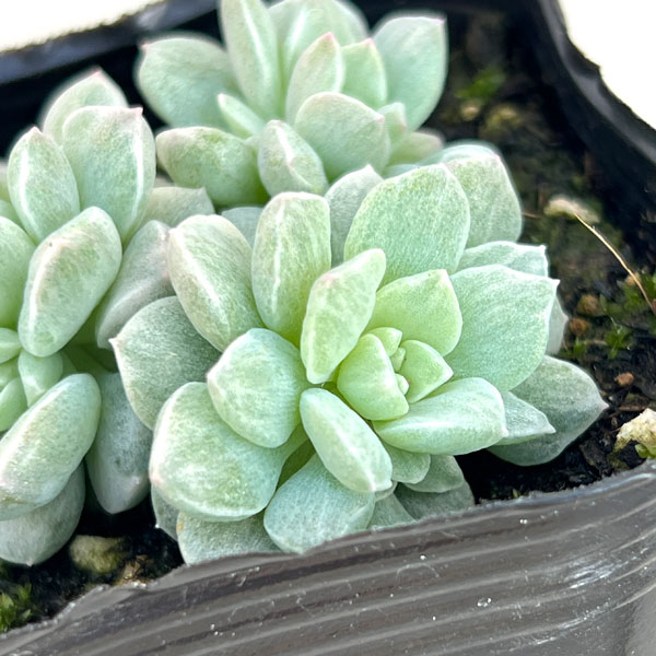 セダム:プロリフェラ錦 3号ポット