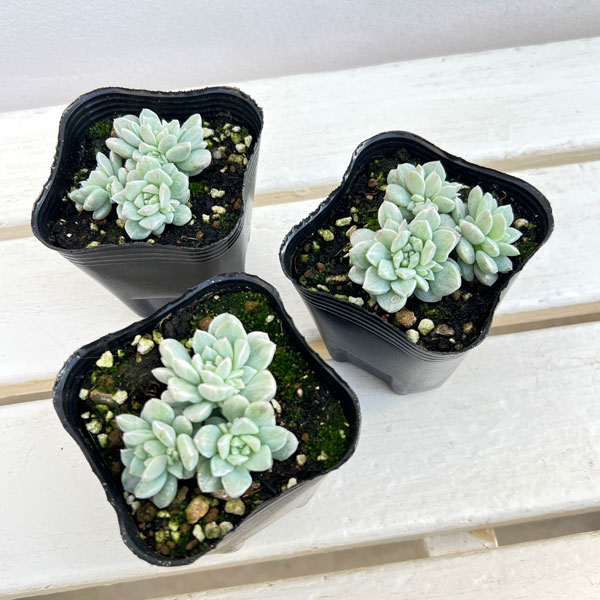 セダム:プロリフェラ錦 3号ポット