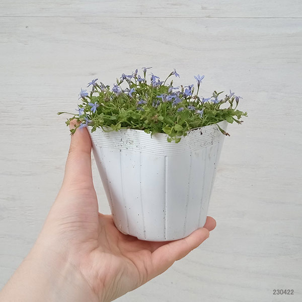 ロベリア：ブルーニンフ3.5号ポット