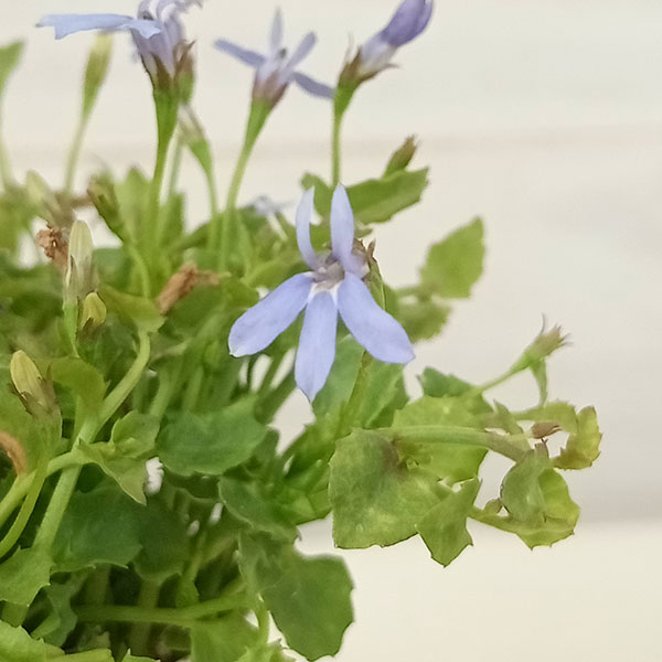 ロベリア：ブルーニンフ3.5号ポット