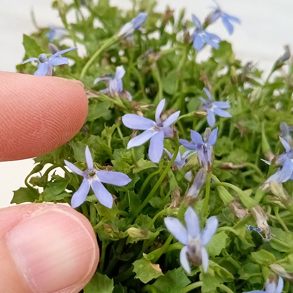 ロベリア：ブルーニンフ3.5号ポット