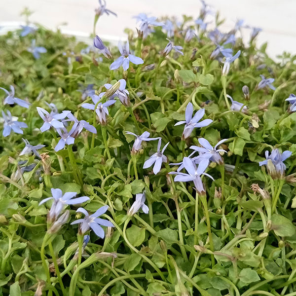 ロベリア：ブルーニンフ3.5号ポット