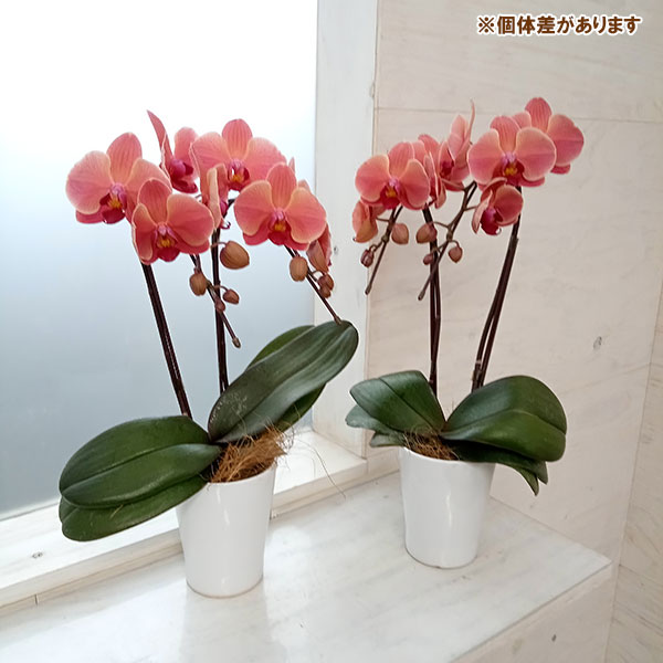 【特選】　胡蝶蘭　オール2本立ち　9種9ポット　ファレノプシス 特選】 胡蝶蘭 オール2本立ち 9種9ポット ファレノプシス