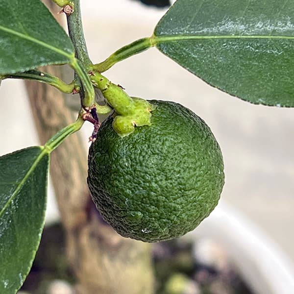 ユズ：花柚（はなゆ）5号鉢植え[実付き]