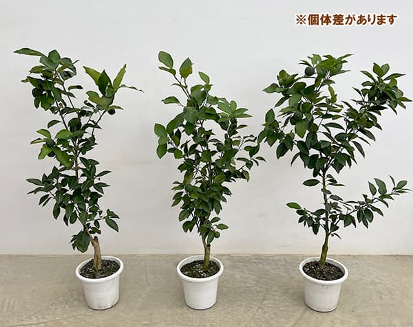 ユズ：花柚（はなゆ）5号鉢植え[実付き]