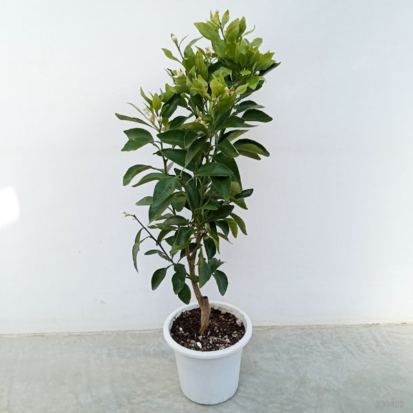 デコポン5号鉢植え