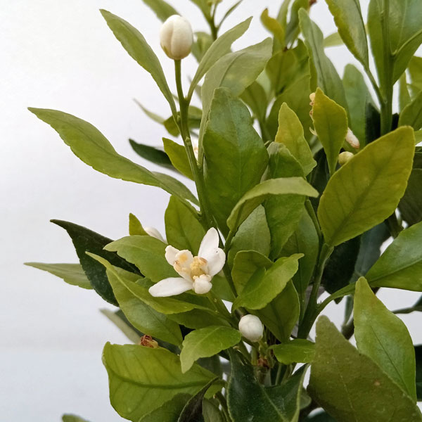 デコポン5号鉢植え
