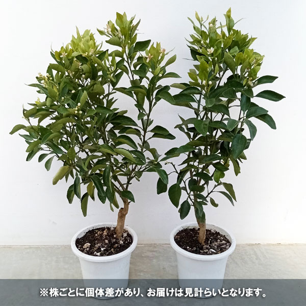 デコポン5号鉢植え