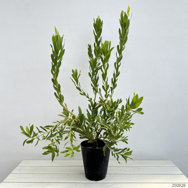 リューカデンドロン：ライムマジック　5号鉢植え