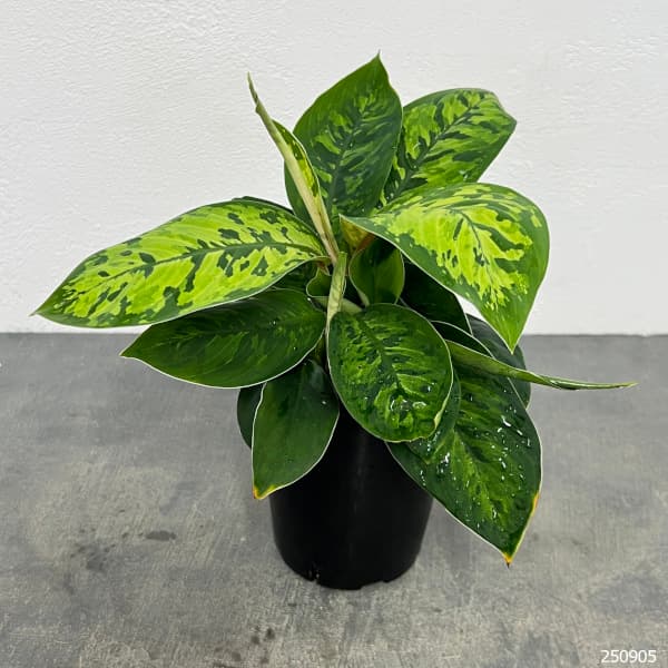 ホマロメナ:ワリシー カモラージュ 3.5号鉢植え