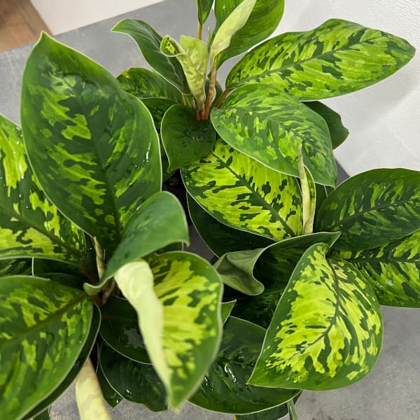 ホマロメナ:ワリシー カモラージュ 3.5号鉢植え