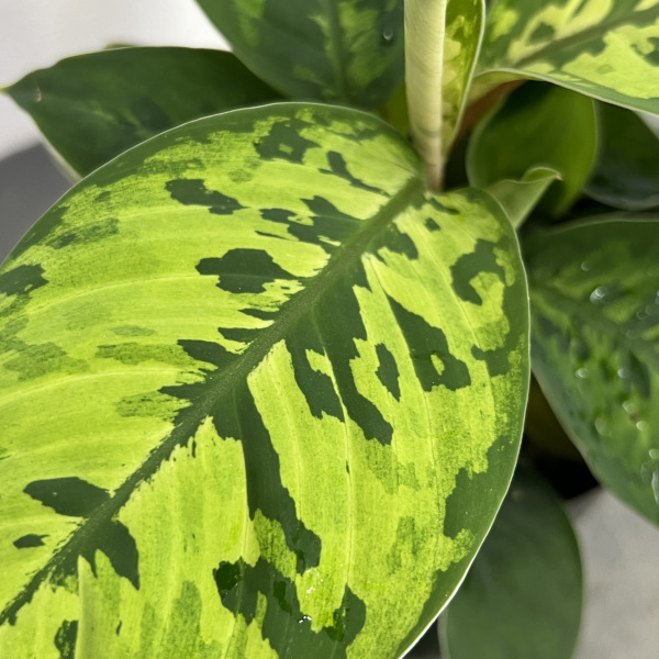 ホマロメナ:ワリシー カモラージュ 3.5号鉢植え