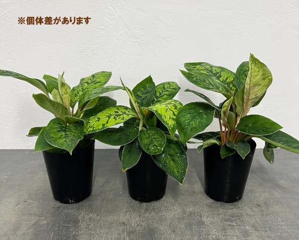 ホマロメナ:ワリシー カモラージュ 3.5号鉢植え