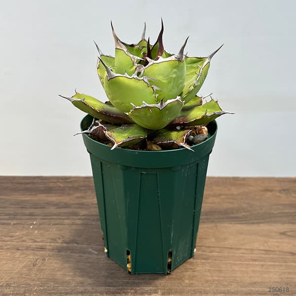 アガベ：チタノタ4号鉢植え（23-14） の通販 | 園芸ネット