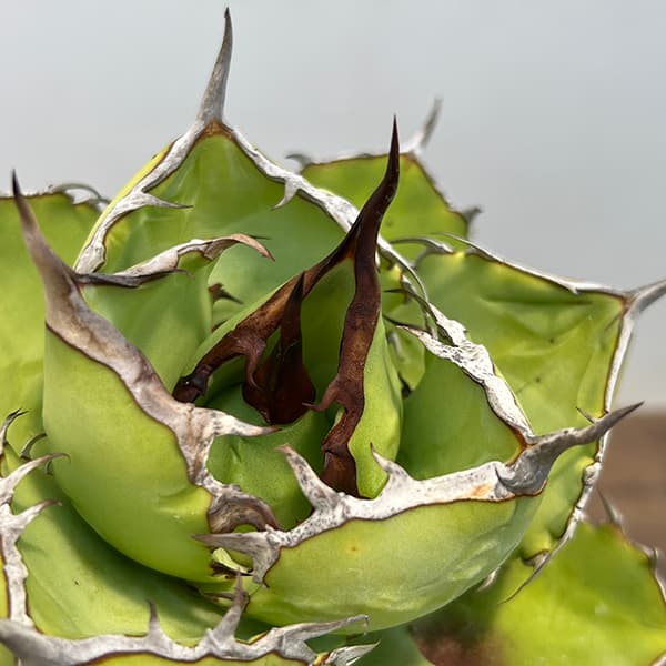 園芸ネット本店｜アガベ：チタノタ4号鉢植え（23-14） の通販【公式】