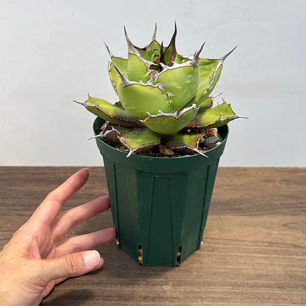 園芸ネット本店｜アガベ：チタノタ4号鉢植え（23-14） の通販【公式】