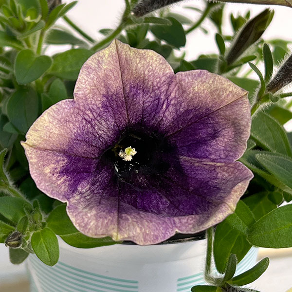 ペチュニア：ファンハウス　ムーンライト3.5号ポット