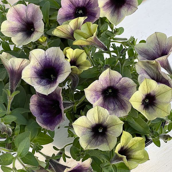 ペチュニア：ファンハウス　ムーンライト3.5号ポット