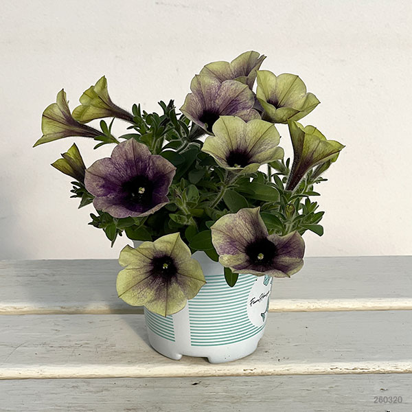 ペチュニア：ファンハウス　ムーンライト3.5号ポット