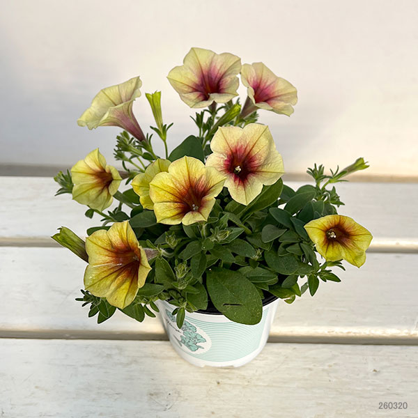 ペチュニア：ファンハウス　ピーチメルバ3.5号ポット