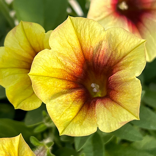 ペチュニア：ファンハウス　ピーチメルバ3.5号ポット